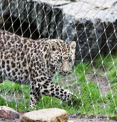 Malha de Cabo de Aço Inoxidável 304 com Oxidação Negra para Zoológico e Aviário