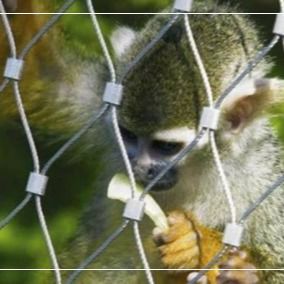 316 Malha de fios de aço inoxidável para recinto de animais de zoológico