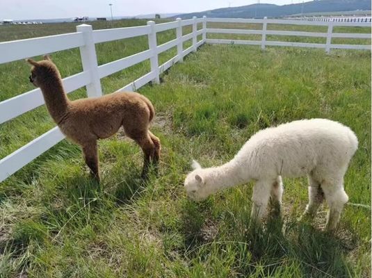 100% material virgem durável 2 trilhos 3 trilhos PVC vedação de cavalo cerca de fazenda
