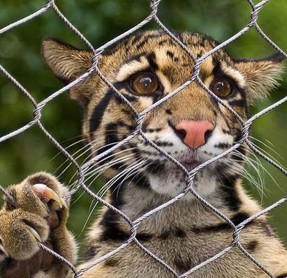 Rede de fios de corda de aço inoxidável 304/316 para recinto zoológico