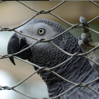Malha de cabo de aço inoxidável resistente aos raios UV com longa vida útil e propriedades não tóxicas para cercas de zoológicos e viveiros de pássaros
