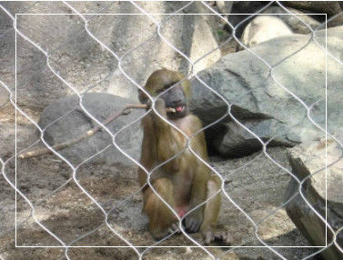 Rede de corda de arame farpado de aço inoxidável 1 mm-3 mm para zoológico e decoração