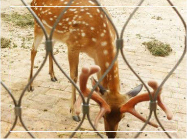 Rede de corda de aço inoxidável flexível tecida à mão com dimensões de limite personalizáveis para balaustradas e recintos zoológicos