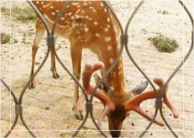Malha de Cabo de Aço Inoxidável de 3mm, Trama 7x7, para Cercas de Zoológicos e Aeroportos