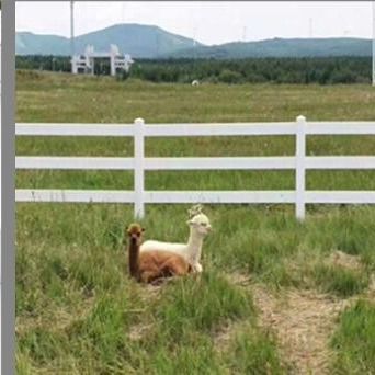 3 resistência de impacto soldada popular de Pvc Farm Vinyl da cerca do cavalo do fio do trilho 1.5m