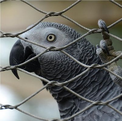 Tela de fio de corda de aço inoxidável de alta resistência, com nós, para cercas de zoológicos