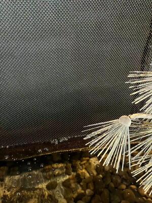 Cortina decorativa de aço inoxidável da bobina para a malha da parede da cachoeira